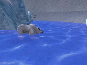 Albino Bear Drinking Water.jpg