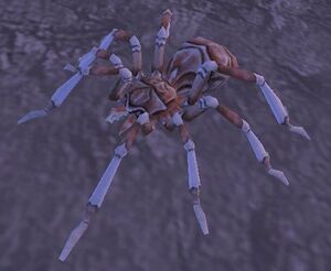 Tiny Beach Spider.jpg